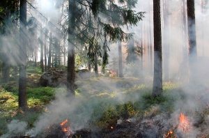 Los Molinos | Bando medidas prevención contra incendios