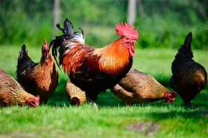 Valdemorillo | Aviso importante para la prevención de enfermedades en las aves (Influenza Aviar)